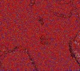     NOAA 18 
