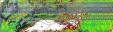     NOAA 19 