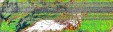     NOAA 19 
