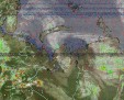     NOAA 19 
